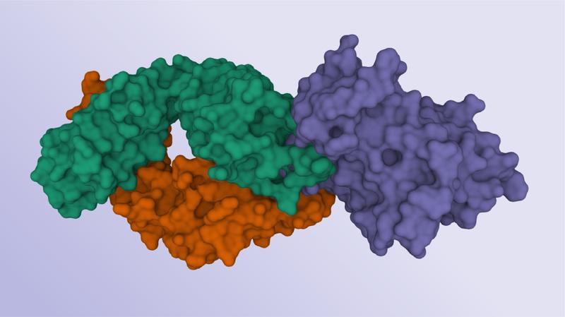 Ein Antikörper (rot und grün) bindet an das HCV Oberflächenprotein "E2" (violett).
