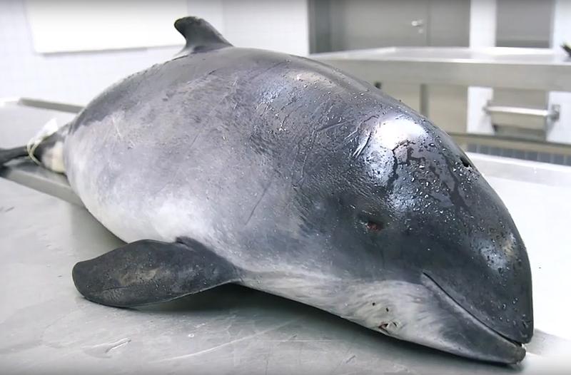 Toter Schweinswal (gehört nicht zu der Studie "Schweinswale durch Munitionssprengungen verletzt; 27. Januar 2022").