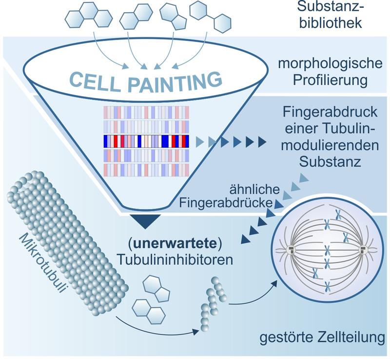 Ablauf der Morphologischen Profilierung