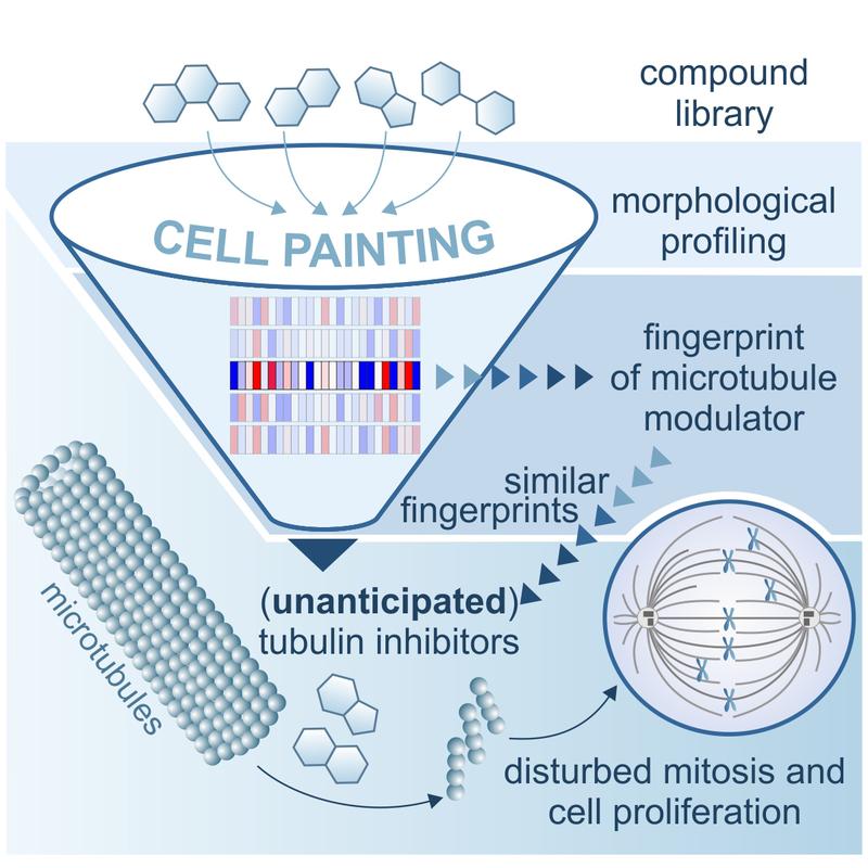 Morphological profiling detects small-molecule modulators of microtubules