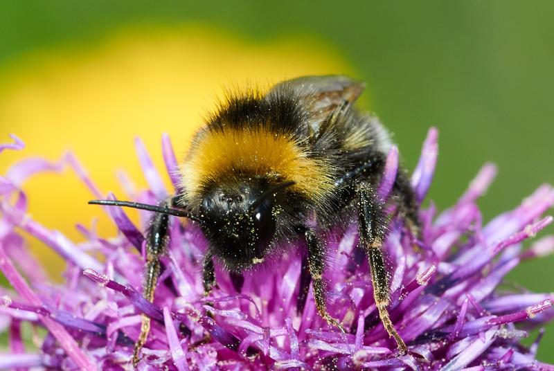 Bienen und Hummeln erfüllen als Bestäuber eine wichtige Funktion im Naturhaushalt (Foto: S. Schmidt, SNSB-ZSM)