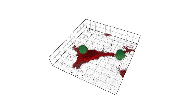 Abbildung: Konfokalmikroskopische Aufnahme von NK-Zellen (grün) und Melanomzellen (rot). Enge Kontakte (Immunsynapsen) zwischen Immun- und Krebszellen sind für eine effiziente Anti-Krebs-Immunität unerlässlich.