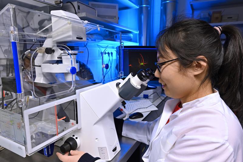Die Biochemikerin Dr. Yuanyuan Ji untersucht am Universitätsklinikum Jena die Mechanismen der Neuvernetzung von Nervenzellen nach einem Schlaganfall.