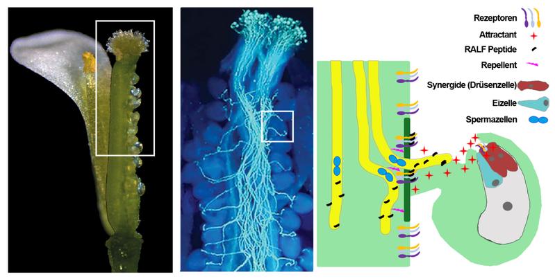 Eine Arabidopsis-Blüte mit teilweise freigelegten Samenanlagen (links). Die Bildmitte entspricht dem markierten Ausschnitt - Pollenschläuche im Transmissionsgewebe. Jeweils ein Pollenschlauch wächst zur Samenanlage. Rechts die molekularen Zusammenhänge.