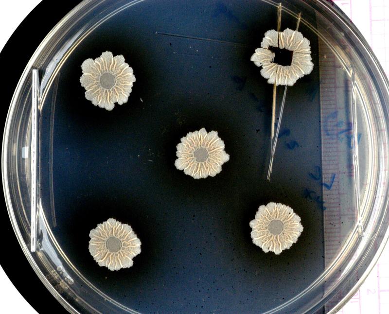 Wenn sich Bakterien zu Gemeinschaften zusammenschließen, können sie komplexe Strukturen bilden. Das Foto zeigt Biofilme  aus dem Wildtyp Bacillus subtilis. 