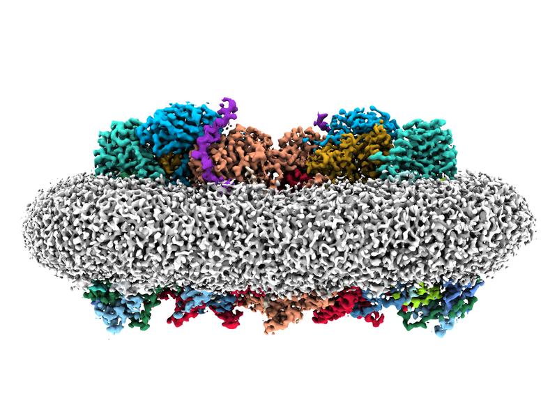 Die Aufnahme des Cytochrom bcc-aa3 Superkomplexes mit Hilfe eines Kryoelektronenmikoskops erlaubt ein detailliertes Verständnis der molekularen Struktur und Funktion der Atmungsenzyme.