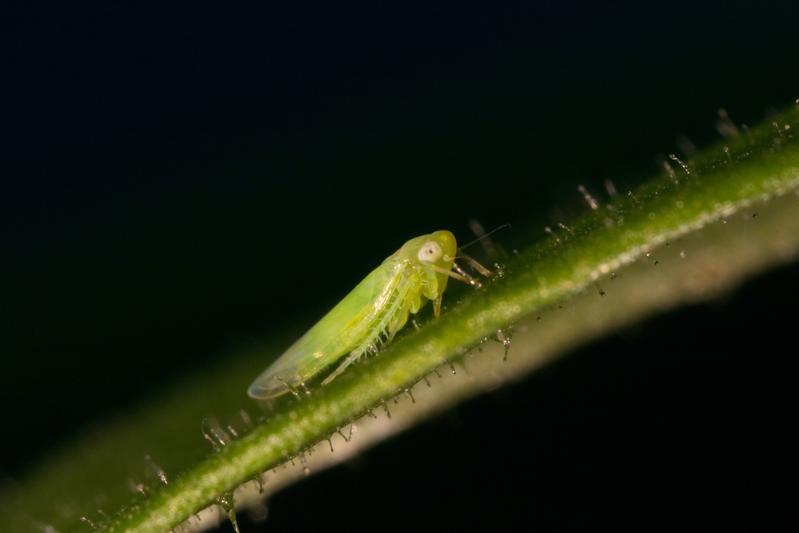 Empoasca leafhopper  