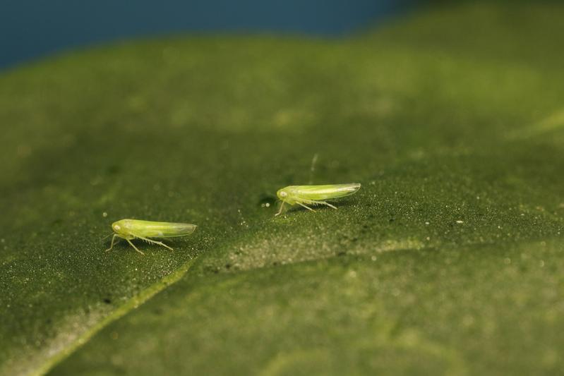 Empoasca leafhoppers on tobacco leaf