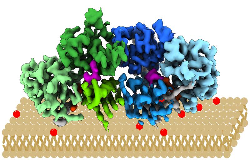 Modell für die Bindung von Mon1/Ccz1 an Membranen. Ccz1 (grün) und Mon1 (blau) bilden einen stabilen Komplex mit einer neuartigen Struktur.