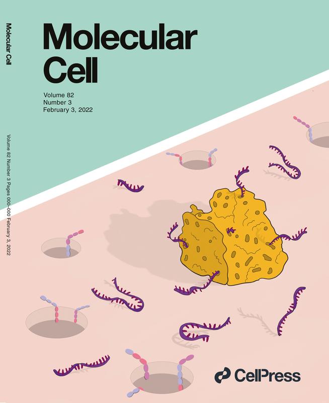 Artistic illustration of an RNA sponge in action on the cover of Molecular Cell.