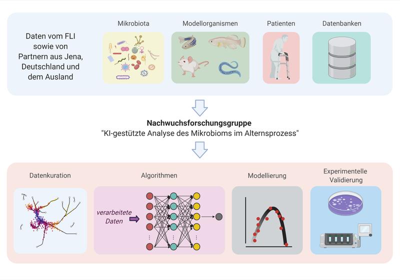 Überblick über das wissenschaftliche Konzept der Nachwuchsforschungsgruppe. Die neue Forschungsgruppe wird KI-basierte Methoden entwickeln, um funktionelle Wechselwirkungen zwischen multidimensionalen Alterungs- und Mikrobiom-Datensätzen zu untersuchen.