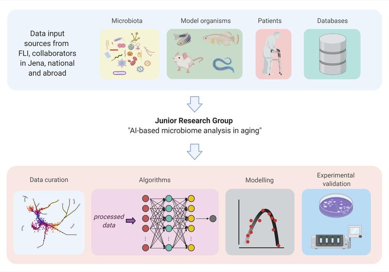 Overview of the scientific concept for the Junior Research Group. The new research group will develop AI-based methods to study functional interactions between multi-dimensional aging and microbiome data sets.