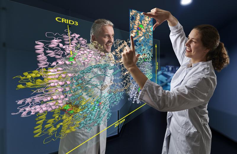 Doktorandin Inga Hochheiser und Prof. Dr. Matthias Geyer beim Betrachten der CRID3 Bindungsstelle im NLRP3 Protein. 