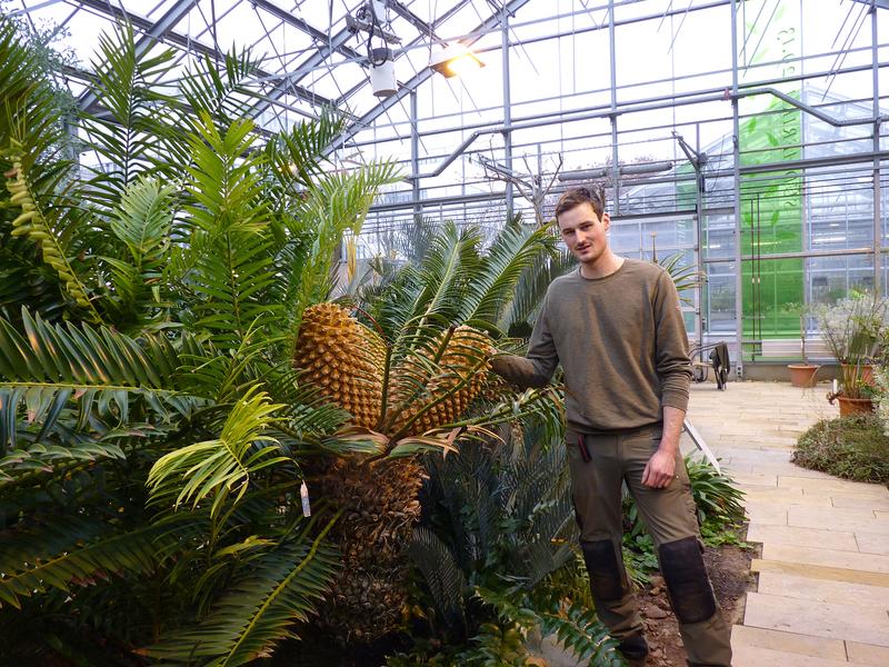 Gärtner Tobias Rönsch (fast zwei Meter groß!) ist unter anderem für das Südafrikahaus im Botanischen Garten zuständig. Er steht hier neben einem weiblichen Brotpalmenfarn, der 2022 drei 50 Zentimeter große Zapfen ausgebildet hat.
