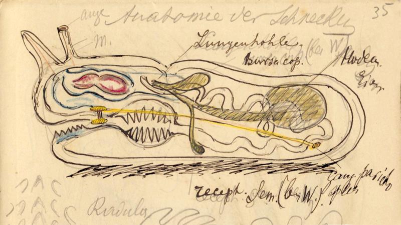 Anatomie der Schnecke. Zeichnung von Nikolai Miklucho-Maclay.
