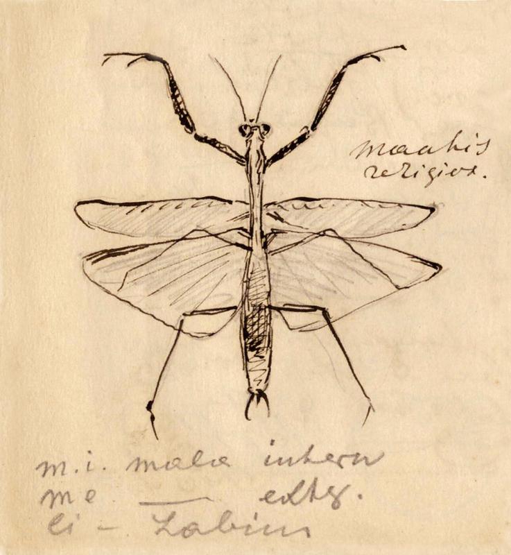 Hier die Zeichnung einer Gottesanbeterin von Miklucho-Maclay, die sich in der Mitschrift einer Zoologie-Vorlesung bei Haeckel findet.