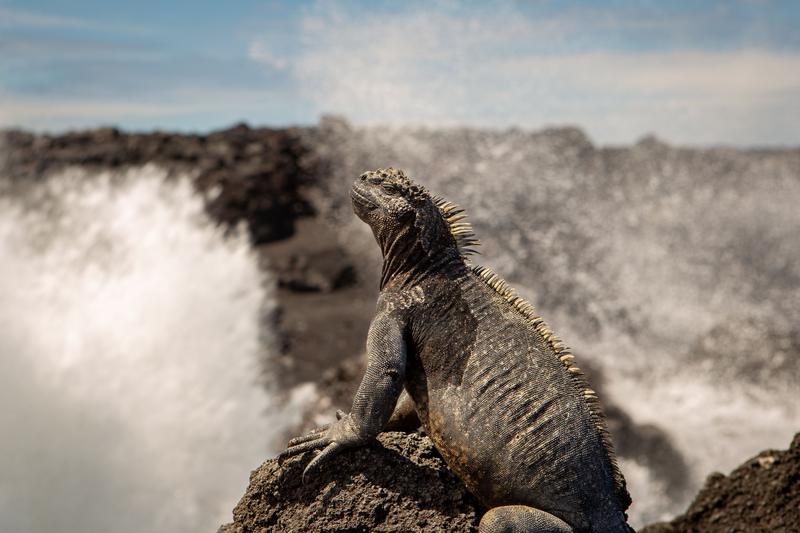 Meerechse auf der Insel Fernandina auf den Galapagos-Inseln. 