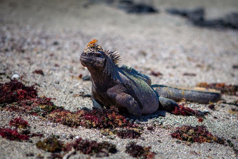 Marine iguana with a lava lizard on Fernandina Island in the Galápagos.