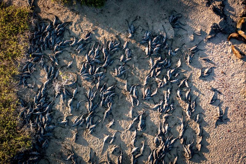 Drone image of marine iguanas on Fernandina Island in the Galápagos. 