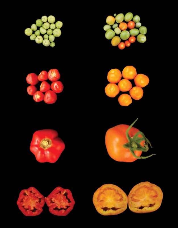 Comparison of wild type (left) and LCYB-expressing tomato fruits (right). 