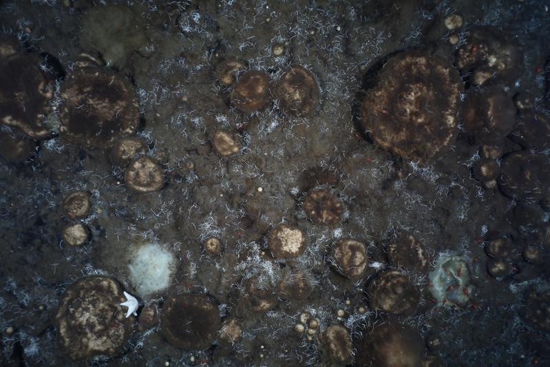 Die dichten Schwammgründe, die auf dem nördlichen Langseth-Rücken entdeckt wurden, stellen ein erstaunlich reichhaltiges Ökosystem dar. 