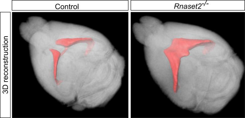 MRT-Aufnahme des Gehirns einer Rnaset2-/- Maus und eines Kontrolltieres. Zu sehen ist die deutliche Größenzunahme der Nervenwasserkammern (Ventrikel, rot). Dies ist ein indirektes Zeichen für die Abnahme des Hirnvolumens der Rnaset2-/- Mäuse.
