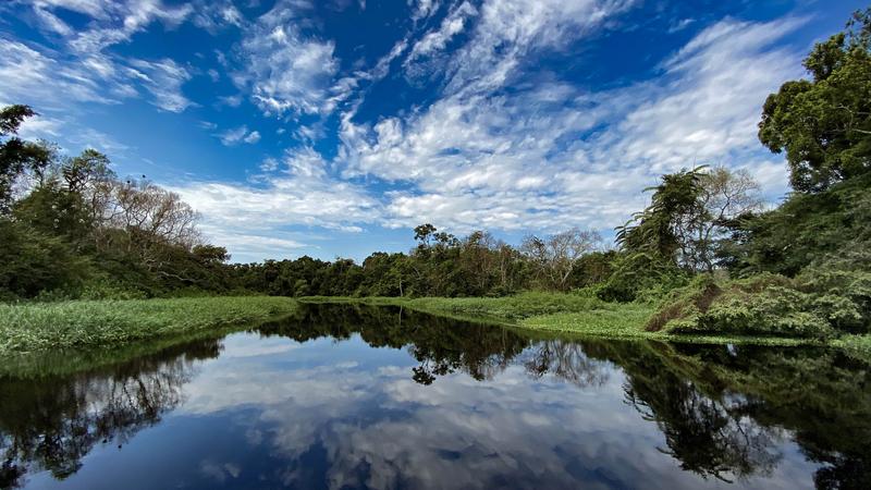 Ein kleiner Zufluss zum Kongo in der sogenannten Cuvette Centrale, eine grosse, von Sümpfen und Feuchtgebieten geprägte Senke des Kongobeckens.