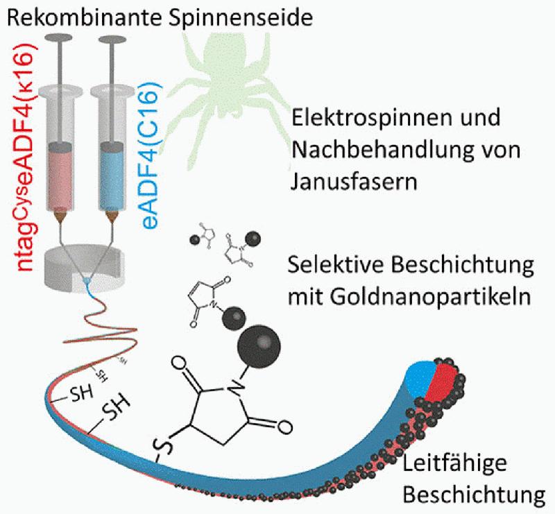 Nerven heilen auf Spinnenseide