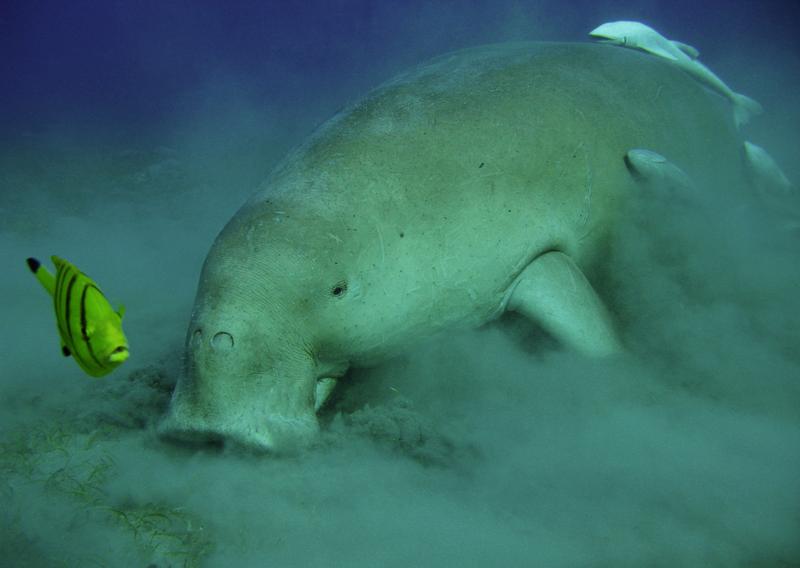 The manatees living today are found exclusively in tropical waters. Their body length is barely half that of their Ice Age ancestors.