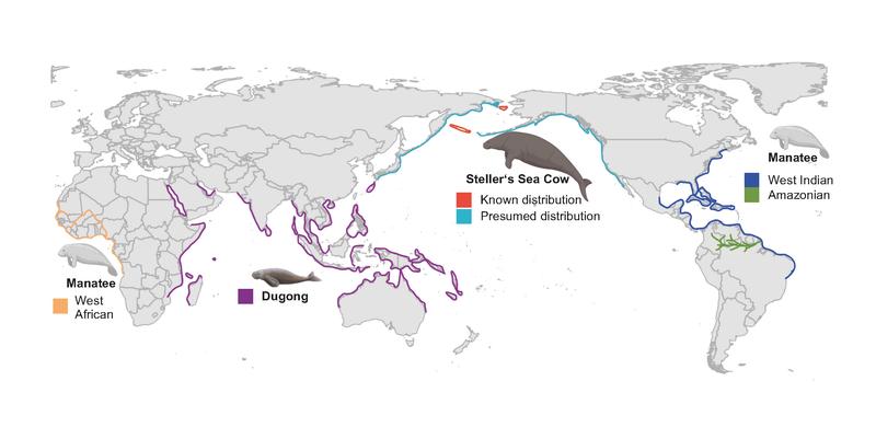 The distribution of manatee species in the world's oceans.