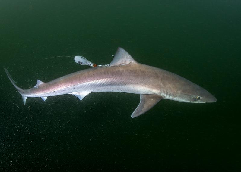 Ein Hundshai (Galeorhinus galeus) schwimmt davon, nachdem er mit einem Satellitensender bestückt und wieder in die Nordsee entlassen wurde. 