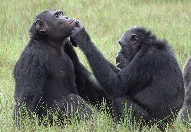 Schimpansen in freier Wildbahn wurden erstmalig dabei beobachtet, wie sie fliegende Insekten fangen und in ihre eigenen und die Wunden von anderen Gruppenmitgliedern auftragen. 