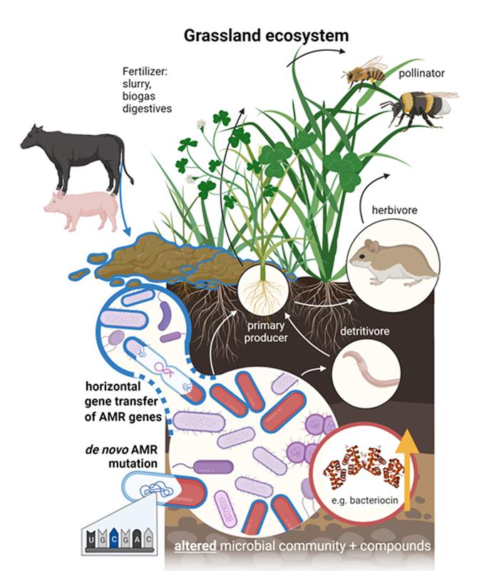 Das Schaubild illustriert mikrobiologische Wechselwirkungen im Ökosystem Grünland. Organische, antimikrobiell wirkende Düngemittel verändern natürliche mikrobielle Bodengemeinschaften. 