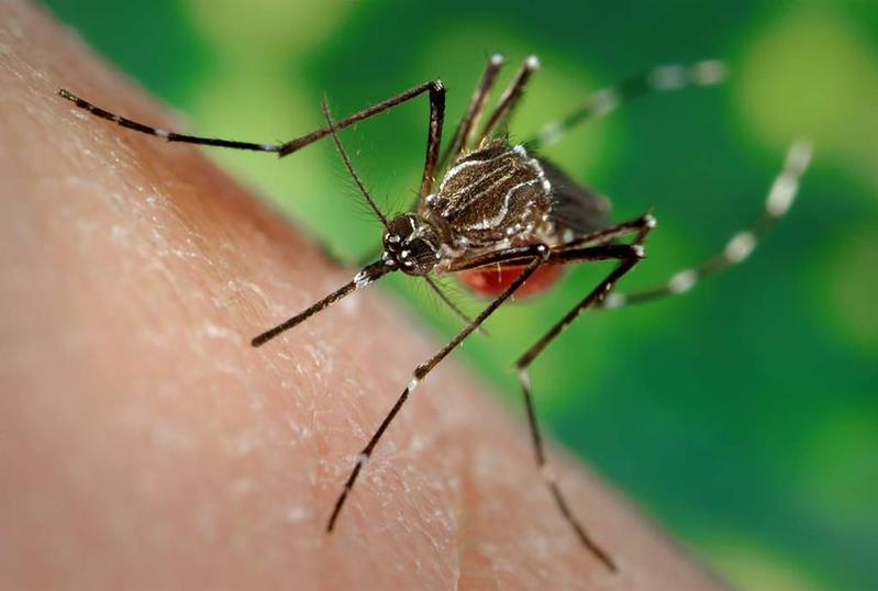 Die invasive Ägyptische Tigermücke (Aedes aegypti) ist Hauptüberträgerin des Gelb-, Dengue- und Zika-Fiebers sowie einiger anderer  Viruserkrankungen und versursacht hohe Kosten.