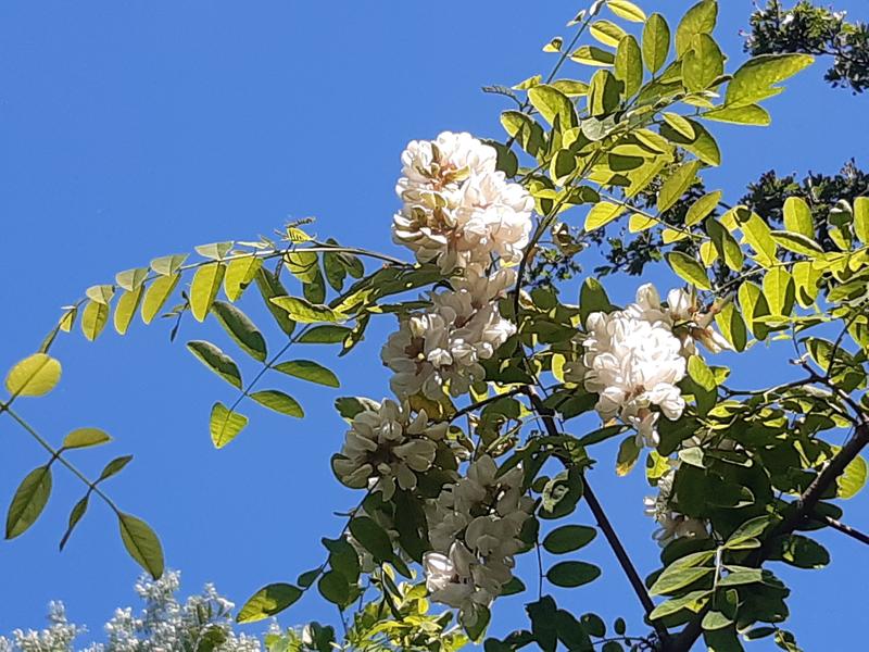 Die Robinie ist der am weitesten verbreitete invasive Baum in Österreich. Ursprünglich stammt sie aus Nordamerika. 