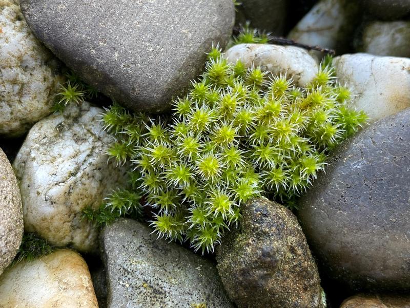 Graues Zackenmützenmoos (Racomitrium canescens)