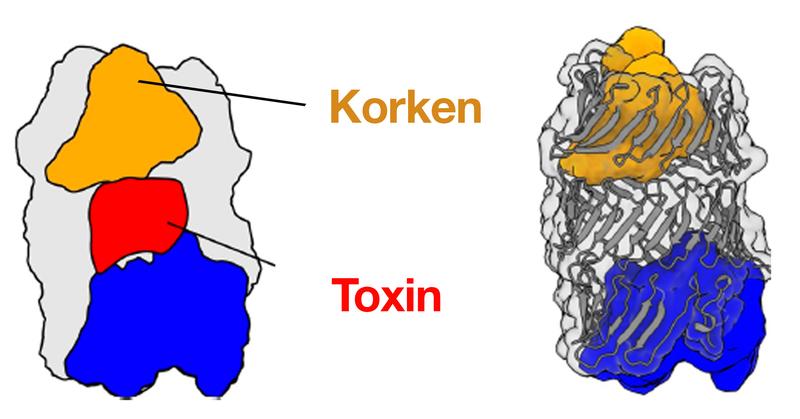 3D-Struktur des RhsA-Effektors von Pseudomonas protegens. RhsA kapselt seine toxische Effektordomäne ein (rot). Der Kokon wird durch den Korken (gelb) verschlossen.  Die Spaltung im Inneren von RhsA erfolgt über die blaue Autoproteolyse-Domäne. 