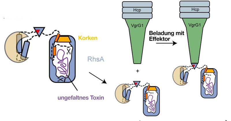 Das Modell zeigt die Bewaffnung des Effektors (blau) und des Giftpfeils (grün). Zunächst werden der Korken und das Toxin vom Rest des Proteins abgespalten (Schere), das dann an den Giftpfeil gebunden wird. 