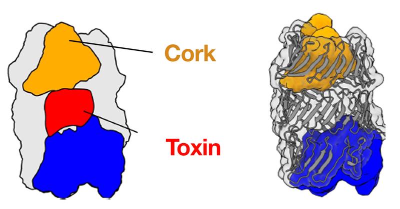 3D structure of the Pseudomonas protegens RhsA effector. RhsA encapsulates its toxic effector domain (red). The cocoon is sealed by the cork-structure (yellow).  Cleaving inside of RhsA occurs via the blue autoproteolysis domain. 