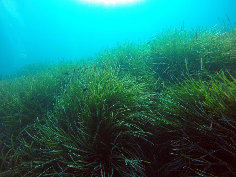 Seagrass meadows are widespread and cover a total of close to 600,000 square kilometers worldwide, which is roughly equivalent to the area of France. 