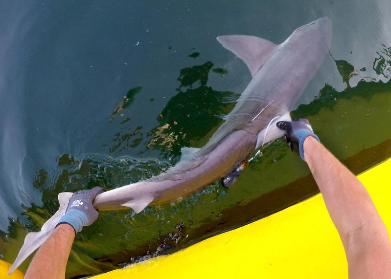 Matthias Schaber releases a tope (Galeorhinus gales) with a satellite pop-up archival tag near Helgoland Island in the German Bight