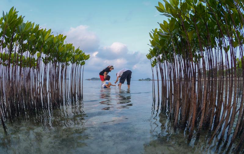 Eltern bringen ihrer Tochter das Pflanzen von Mangrovensetzlingen in einem gemeindebasierten Mangrovenaufforstungsgebiet auf den Seribu-Inseln, Indonesien, 