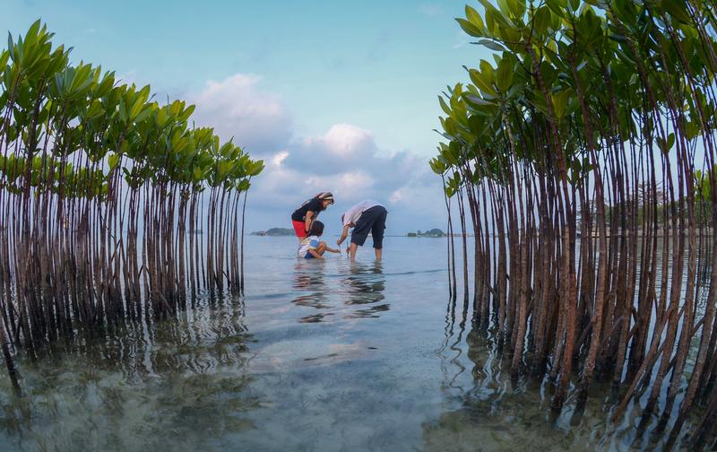 Parents teach their daughter to plant mangrove seedlings at a community-based mangrove reforestation site in the Seribu Islands, Indonesia. 