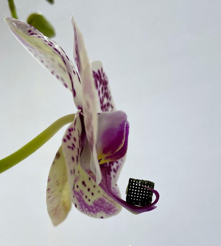 Ein würfelförmiges 3D-gedrucktes mit Goldnanostäbchen beladenes TiO2-Aerogel ist aufgrund einer schwammartigen, nanoporösen Struktur so leicht, dass sich die Blüte einer Orchidee nicht verbiegt. Gleichzeitig sind die Materialien extrem stabil. 