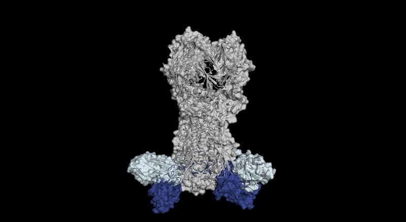 Die Abbildung zeigt, wie das Hemagglutinin mit den Antikörpern gebunden (blau) aussieht. 
