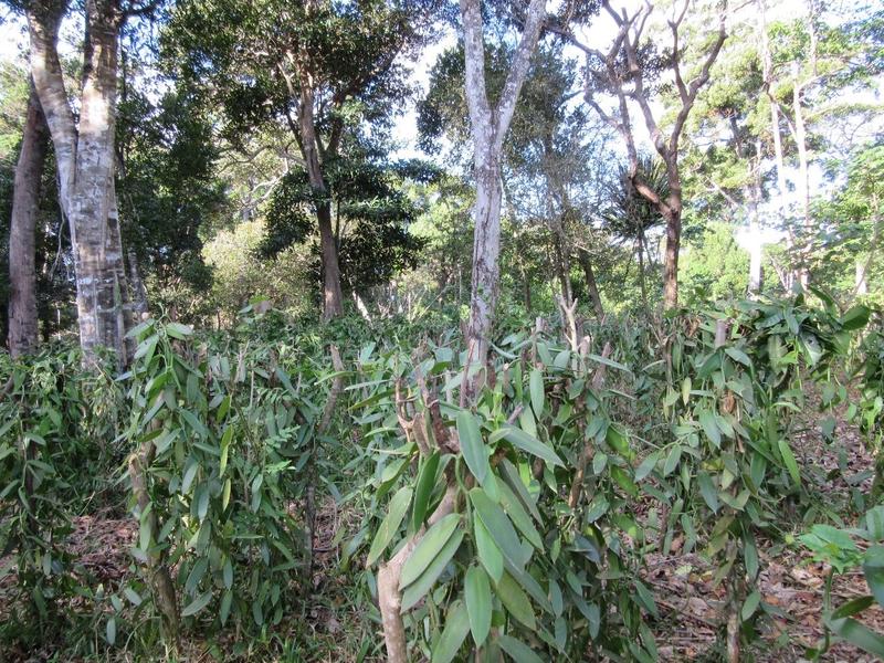 Die Vanilleorchidee wird auf anderen Pflanzen aufgehängt (Vordergrund) und wächst unter den Baumkronen (Hintergrund) dieser ehemaligen Waldfläche.