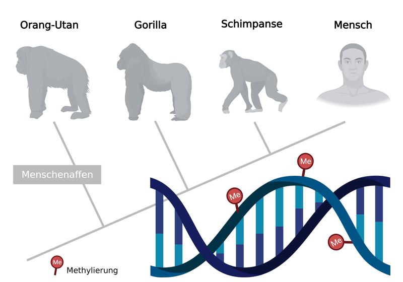 Epigenetische Modifizierungen der DNA, wie zum Beispiel durch Methylierung, können zur Rekonstruktion von phylogenetischen Bäumen genutzt werden.