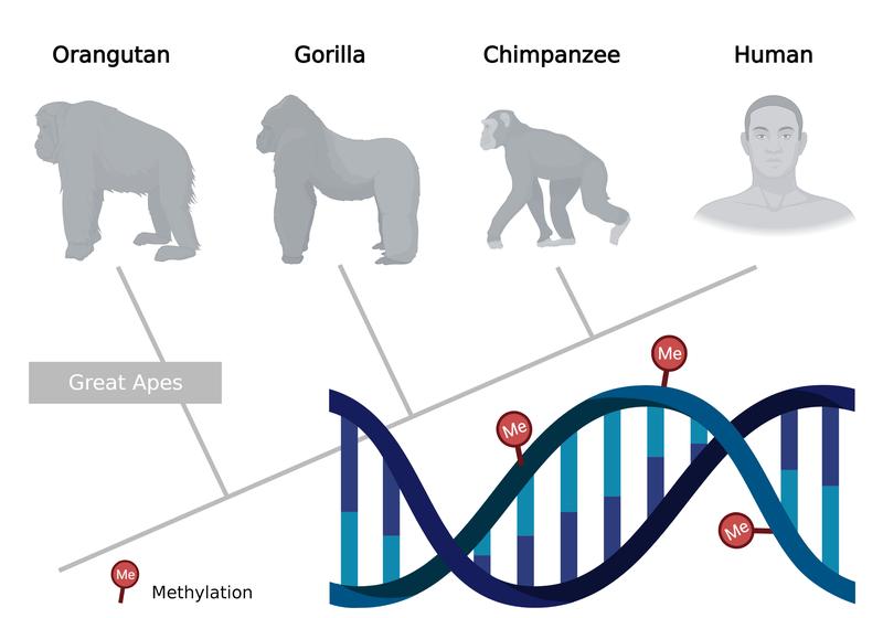 Epigenetic changes in DNA, e.g. through methylation, can be used to reconstruct phylogenetic trees.