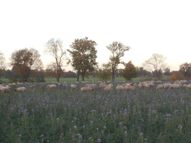 Schafe bei der Beweidung eines Zwischenfruchtgemenges aus Ölrettich, Phacelia und Klee im Winter 2018