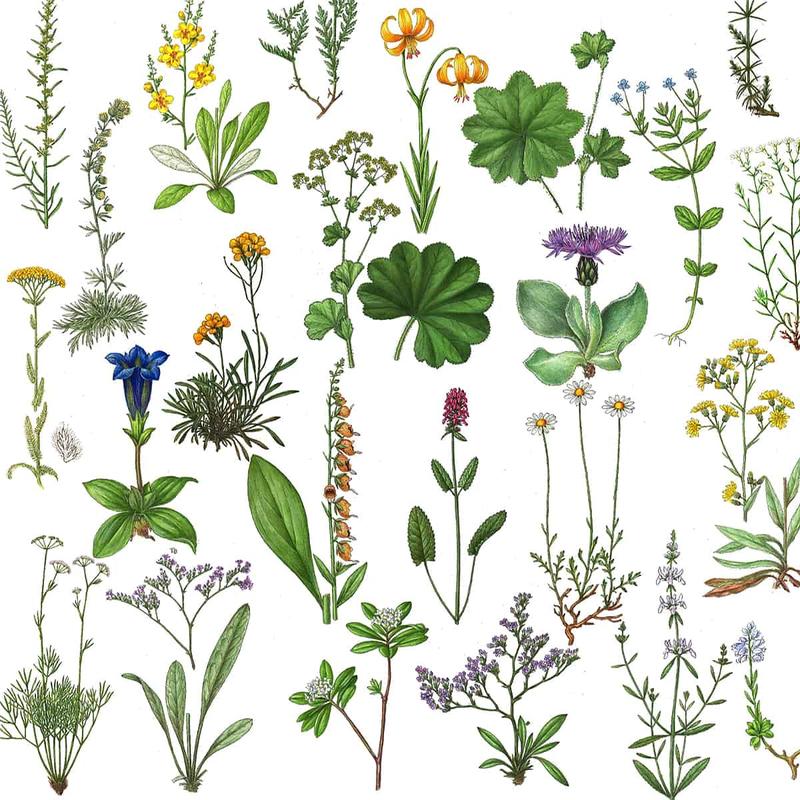 Bildcollage von Pflanzenarten